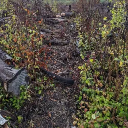 Cloquet Valley State Forest - Cloquet