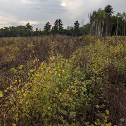 Cloquet Valley State Forest - Cloquet