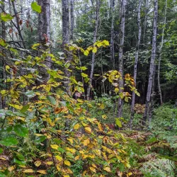 Cloquet Valley State Forest - Cloquet