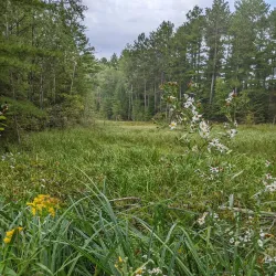 Cloquet Valley State Forest - Cloquet