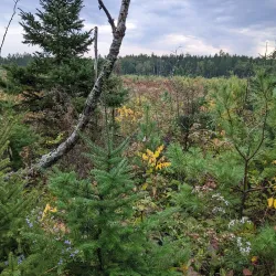 Cloquet Valley State Forest - Cloquet