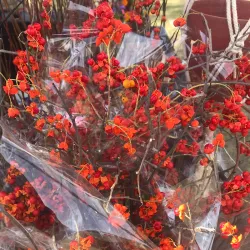 Detroit Lakes Farmers Market - Detroit Lakes