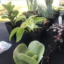 Detroit Lakes Farmers Market - Detroit Lakes