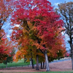 Detroit Lakes Golf Club - Detroit Lakes