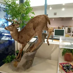 Douglas Family Art Center - Detroit Lakes