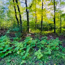 Hartley Nature Center - Duluth