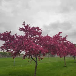 Central Park - Eden Prairie