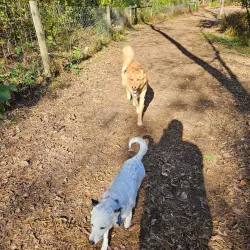 Hopkins Off-Leash Dog Park - Hopkins