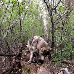 Hopkins Off-Leash Dog Park - Hopkins