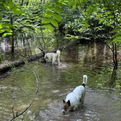 Hopkins Off-Leash Dog Park - Hopkins