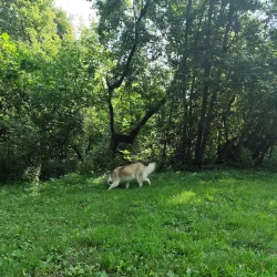 Hopkins Off-Leash Dog Park - Hopkins