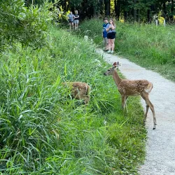 West End Park - Hopkins