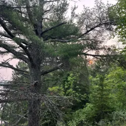 Rainy River Boat Tours - International Falls