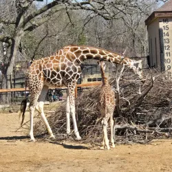 Como Park Zoo and Conservatory - Minneapolis
