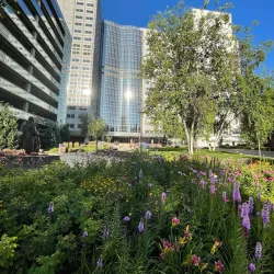 Mayo Clinic - Rochester