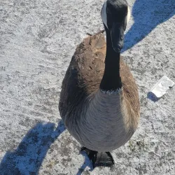 Silver Lake Park - Rochester