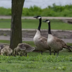 Silver Lake Park - Rochester
