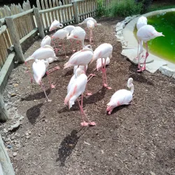 Miller Park Zoo - Saint Cloud