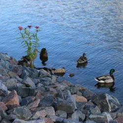 Lake George - St. Cloud