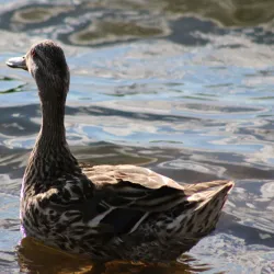 Lake George - St. Cloud