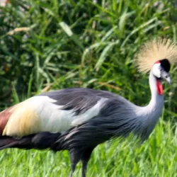 Miller Park Zoo - St. Cloud