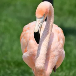 Miller Park Zoo - St. Cloud