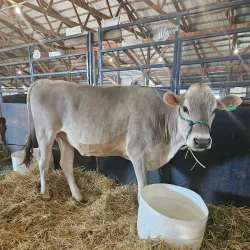 Stearns County Fairgrounds - St. Cloud