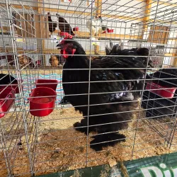 Stearns County Fairgrounds - St. Cloud