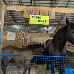 Stearns County Fairgrounds - St. Cloud