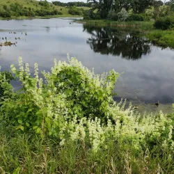 Central Lakes Trail - Staples