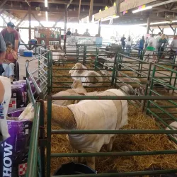 Crow Wing County Fairgrounds - Staples