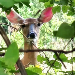 Rum River Trail - Staples