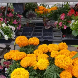 Red Lake River Trail - Thief River Falls