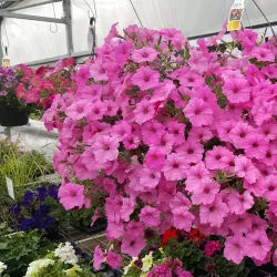 Red Lake River Trail - Thief River Falls