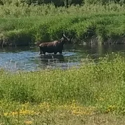 Red Lake River Trail - Thief River Falls