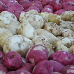 Thief River Falls Farmers Market - Thief River Falls