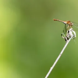 Tamarack Nature Center - Woodbury