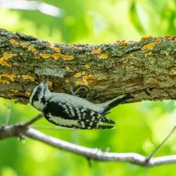 Tamarack Nature Center - Woodbury