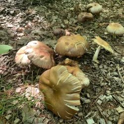 Tamarack Nature Center - Woodbury