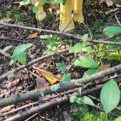 Valley Creek Park - Woodbury