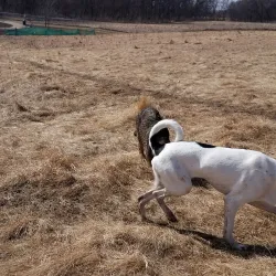 Woodbury Dog Park - Woodbury