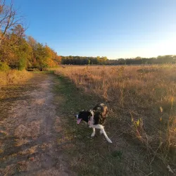 Woodbury Dog Park - Woodbury