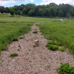 Woodbury Dog Park - Woodbury