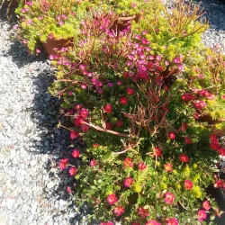 Brandon Farmers Market - Brandon