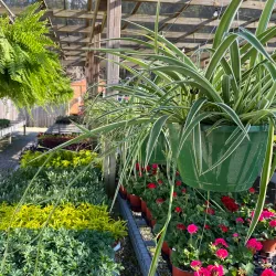 Brandon Farmers Market - Brandon