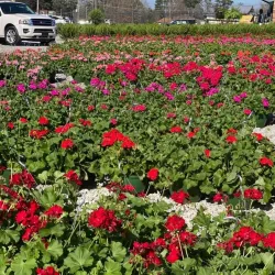 Brandon Farmers Market - Brandon