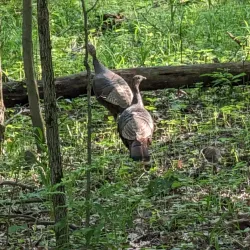 Quail Hollow Park - Brandon