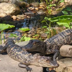 Hattiesburg Zoo - Hattiesburg