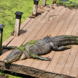 Kamper Park - Hattiesburg