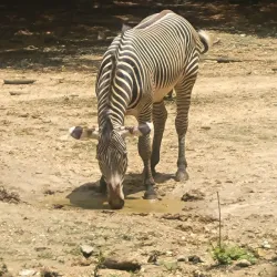 Jackson Zoo - Jackson